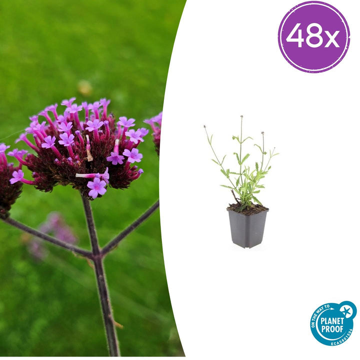 48x Verbena bon. 'Lollipop' - ↕10-25cm - Ø9cm