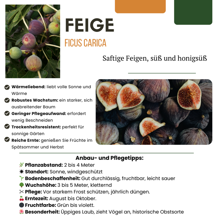 6 x Biologische Vijgenbomen - Ø 13 cm - ↨ 20 cm