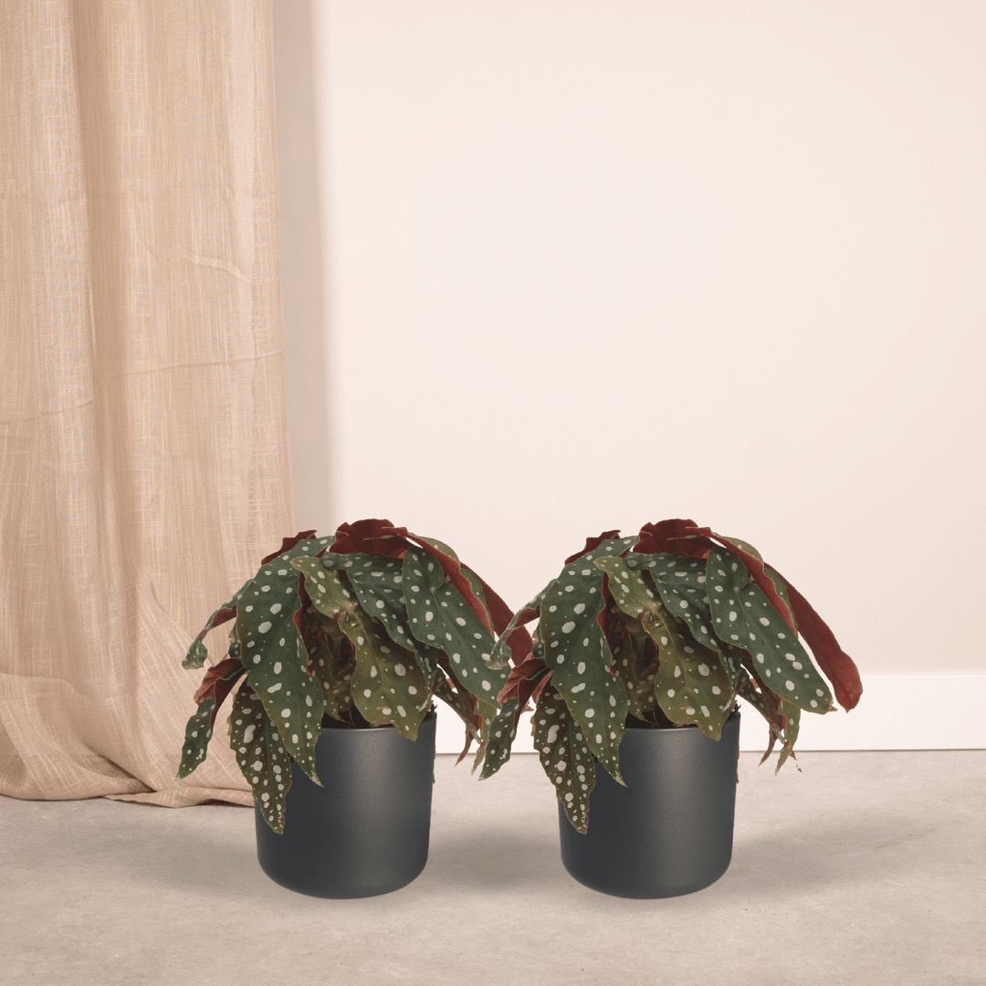 2x Begonia Maculata  - Blad Begonia - 20cm - ø12