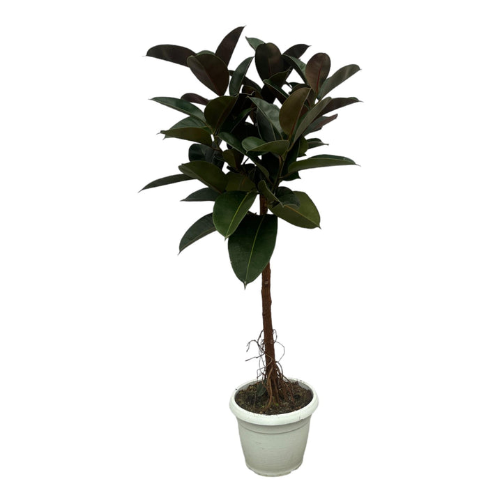 Ficus Elastica Robusta stam - 140 cm - Ø27cm