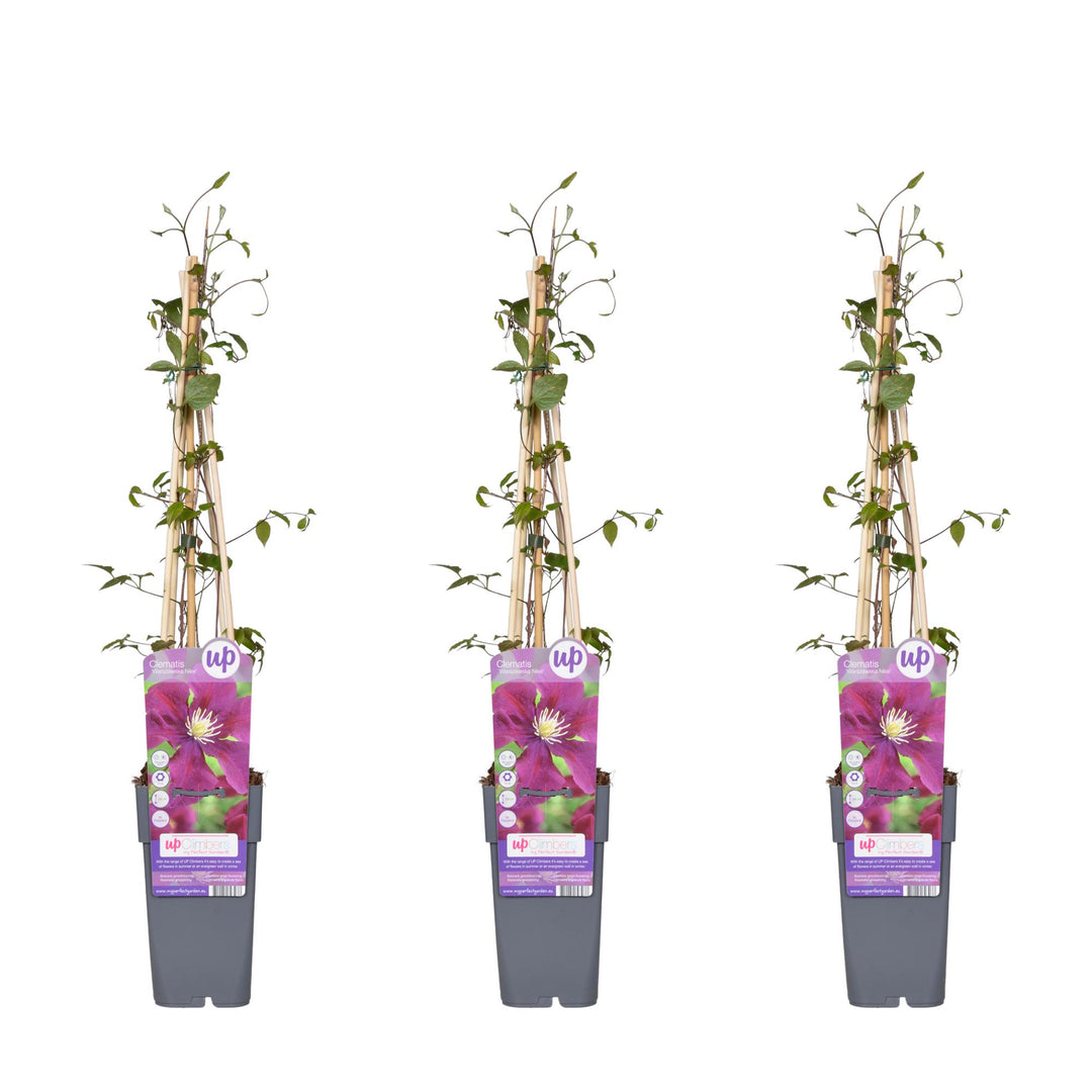 3x - Clematis Warszawska Nike - ↨65cm - Ø15