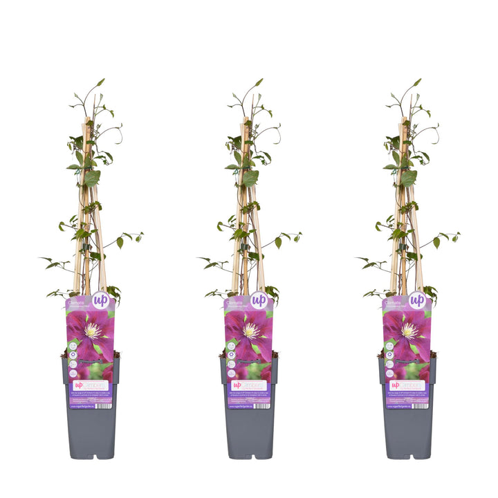 3x - Clematis Warszawska Nike - ↨65cm - Ø15