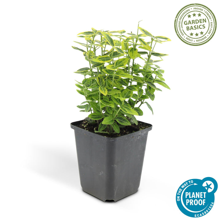 24x Euonymus fort. 'Emerald 'n Gold’ - ↕10-25cm - Ø9cm