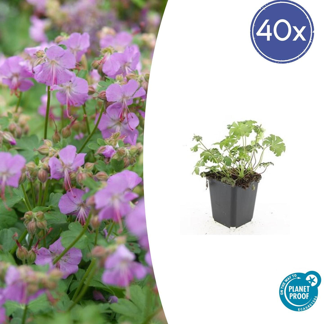 40x Geranium cant. 'Cambridge' - ↕10-25cm - Ø9cm
