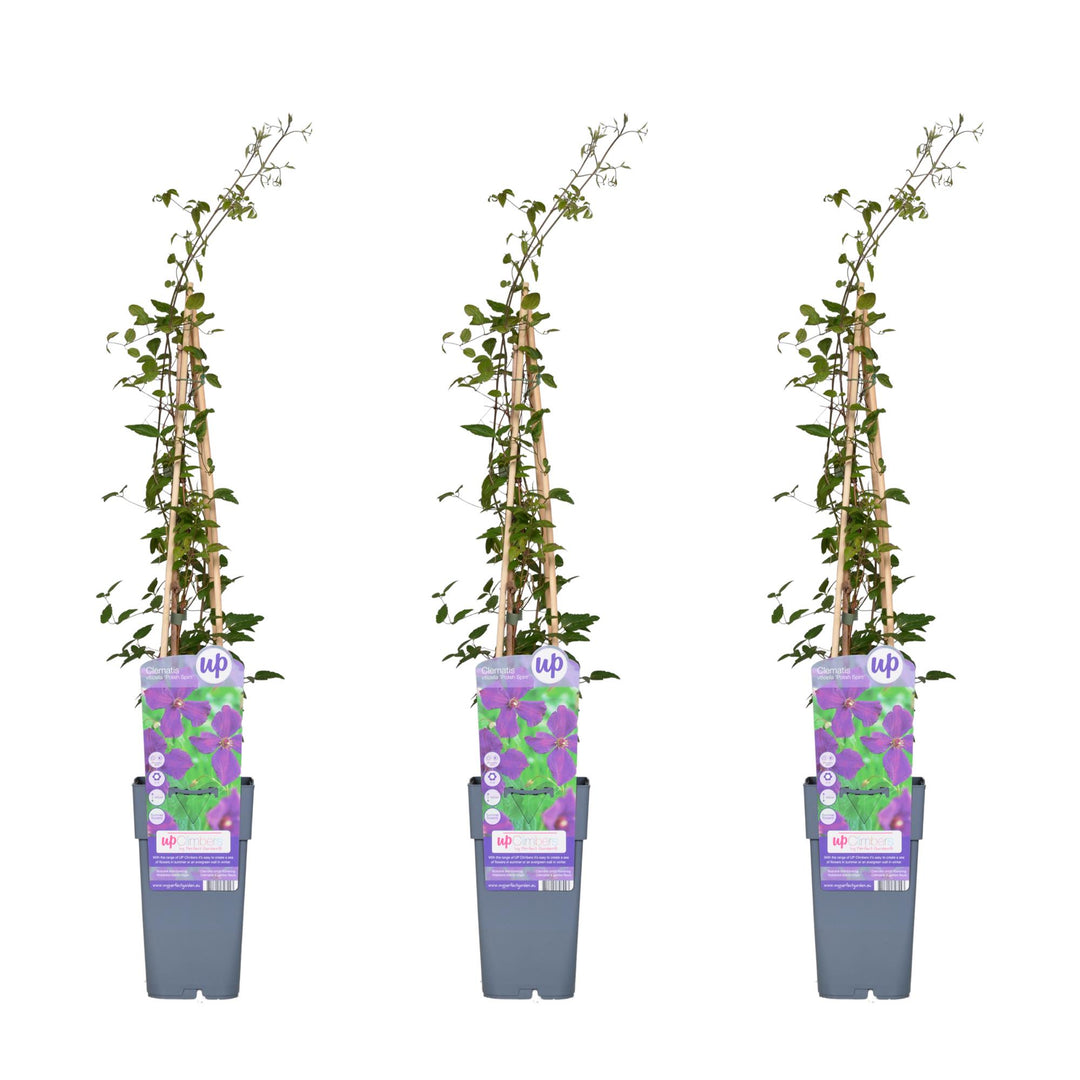 3x - Clematis Viticella 'Polish Spirit' - ↨65cm - Ø15