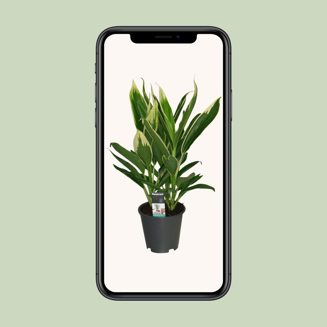 Cordyline New Conga - Ø19cm - ↕60cm