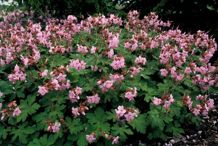 20x Geranium macr. 'Ingwersen's Var.' - ↕10-25cm - Ø9cm