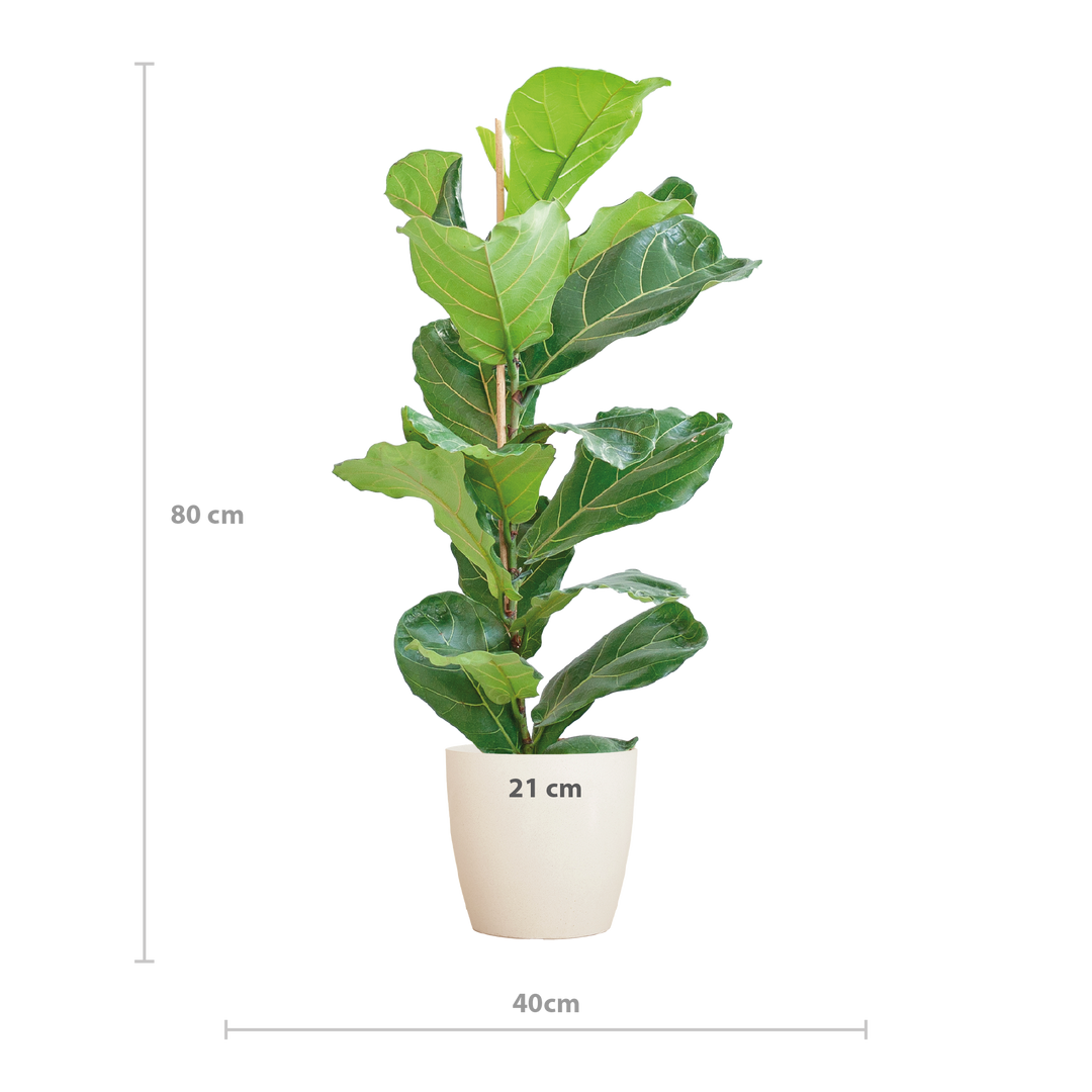 Ficus Lyrata met Viber pot wit - 80cm - Ø21