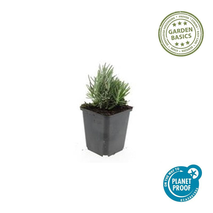 24x Lavandula ang. 'Dwarf Blue' - ↕10-25cm - Ø9cm