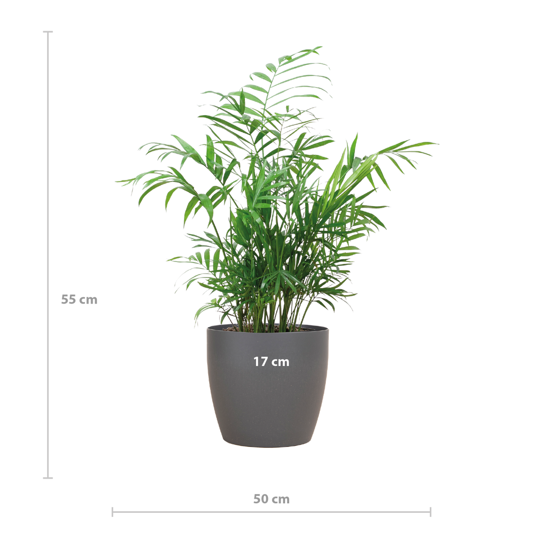 Chamadorea Elegans met Viber grijs - 55cm - Ø17