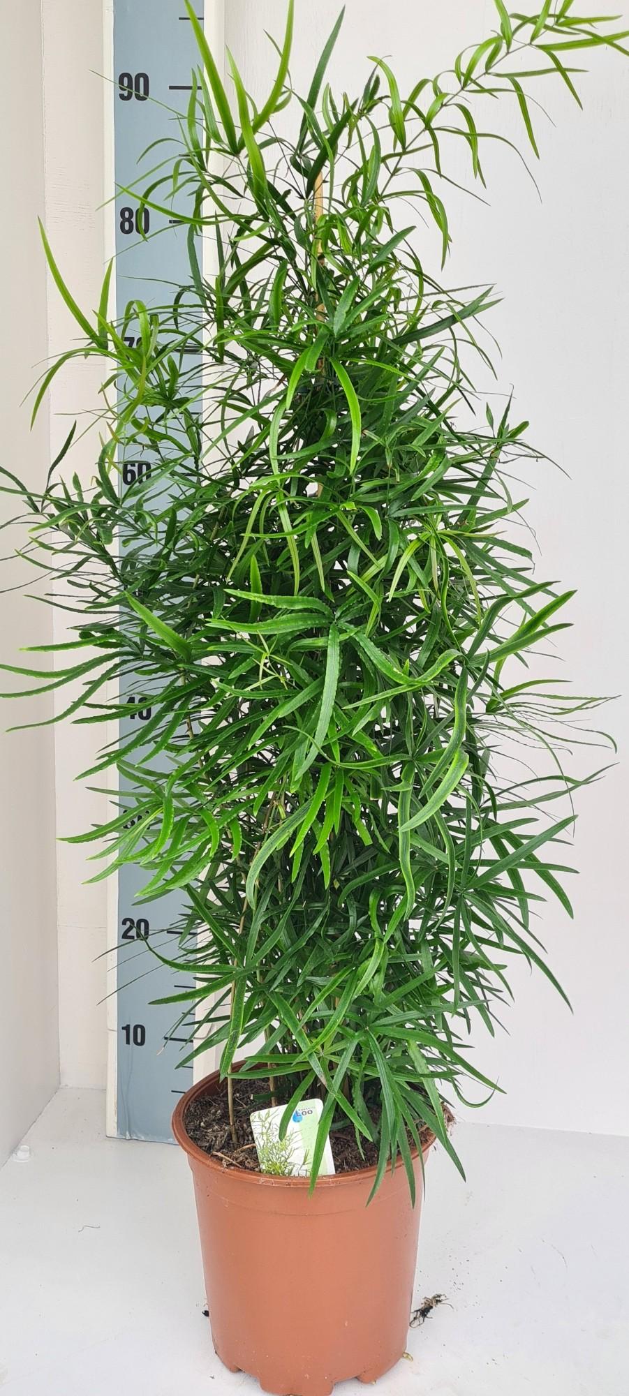 Asparagus Falcatus - Ø19cm - ↕80cm
