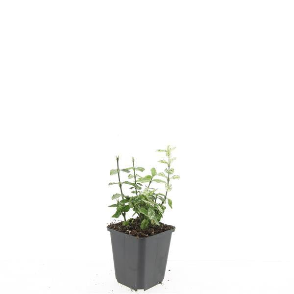 24x Euonymus fort. 'Harlequin' - ↕10-25cm - Ø9cm