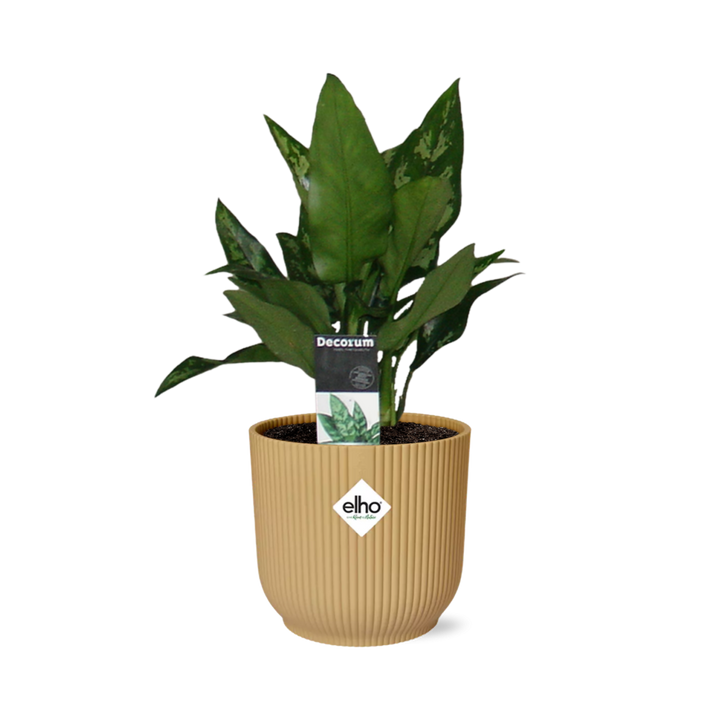 Aglaonema Maria in ELHO Vibes Fold 14cm geel
