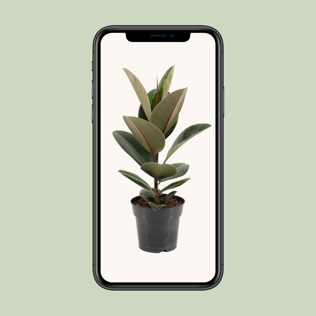 Ficus Elastica Robusta - Ø17cm - ↕55cm