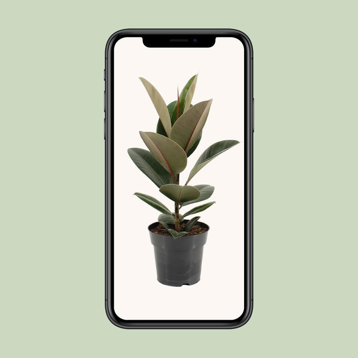 Ficus Elastica Robusta - Ø17cm - ↕55cm