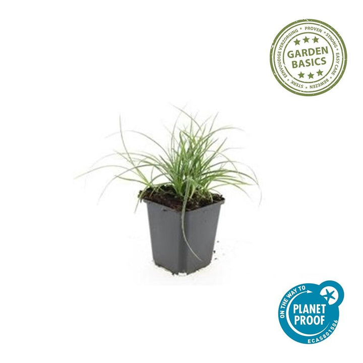 12x Luzula nivea - ↕10-25cm - Ø9cm