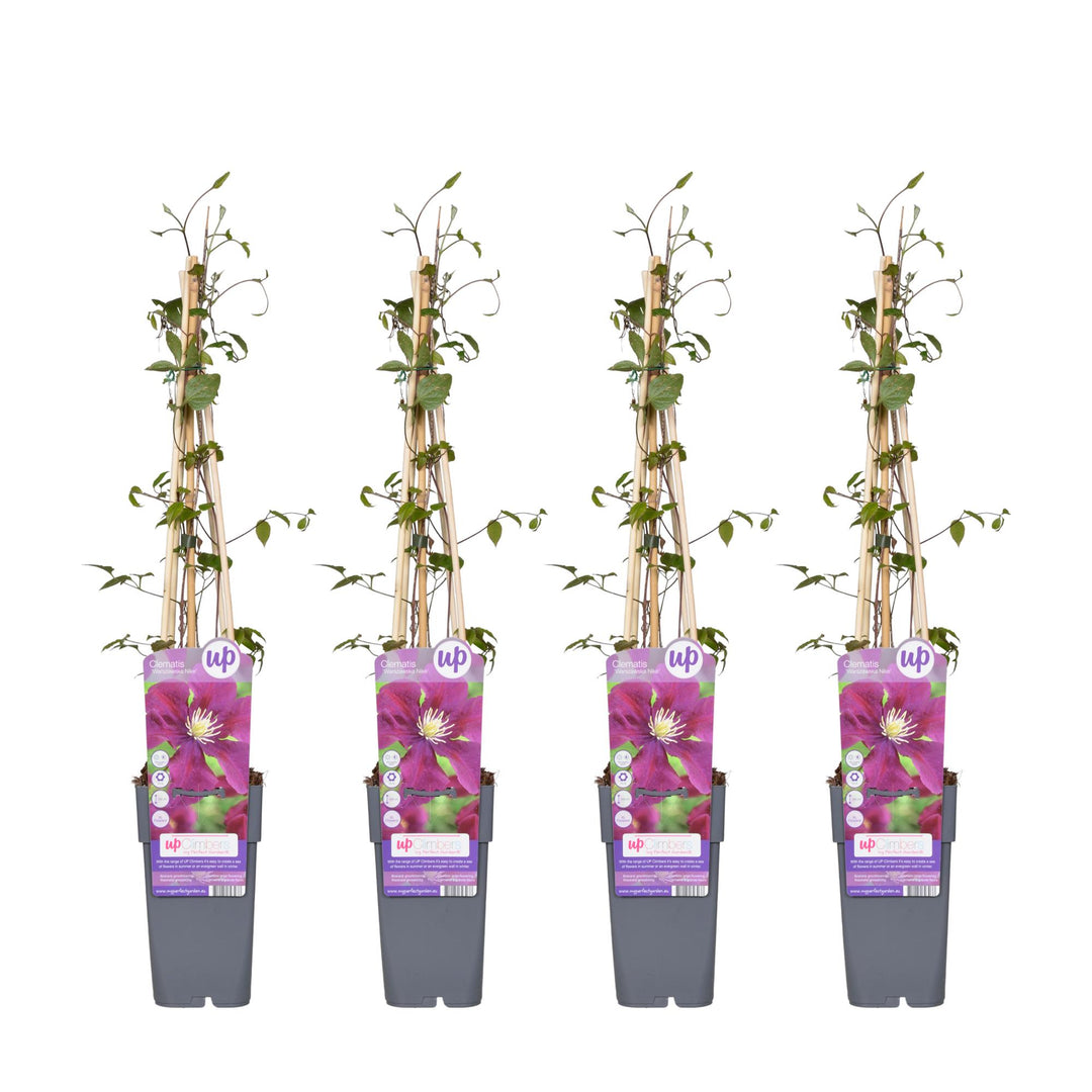 4x - Clematis Warszawska Nike - ↨65cm - Ø15