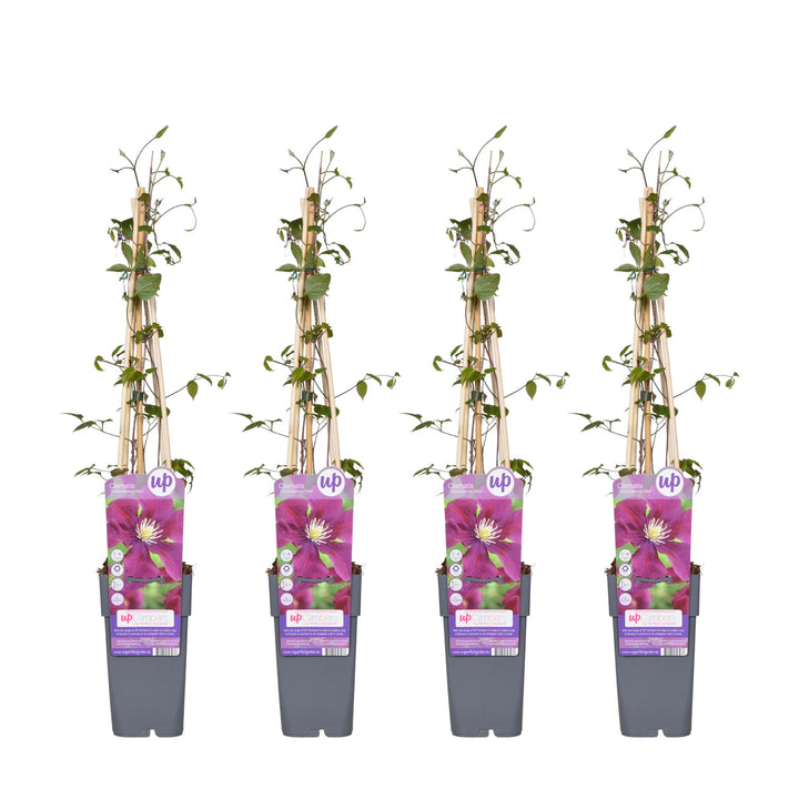 4x - Clematis Warszawska Nike - ↨65cm - Ø15