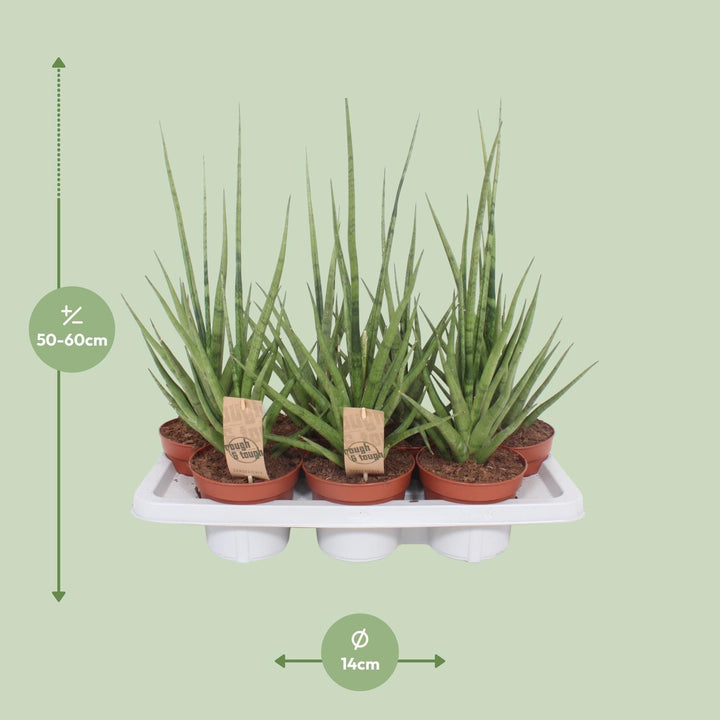 Sansevieria Gracilis Grey - Ø14cm - ↕55cm