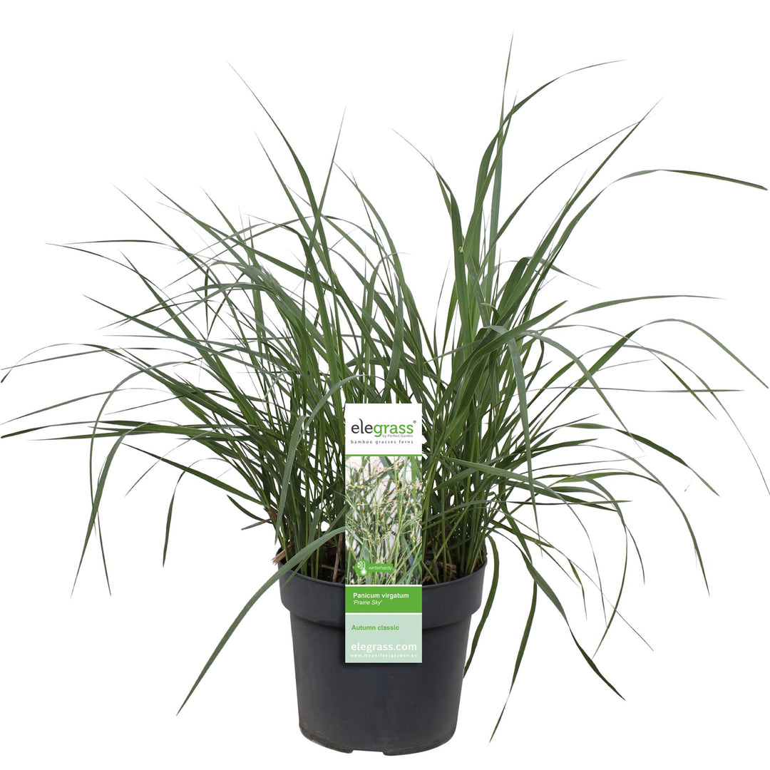 Panicum virgatum 'Prairie Sky' - Ø19cm - ↕50cm
