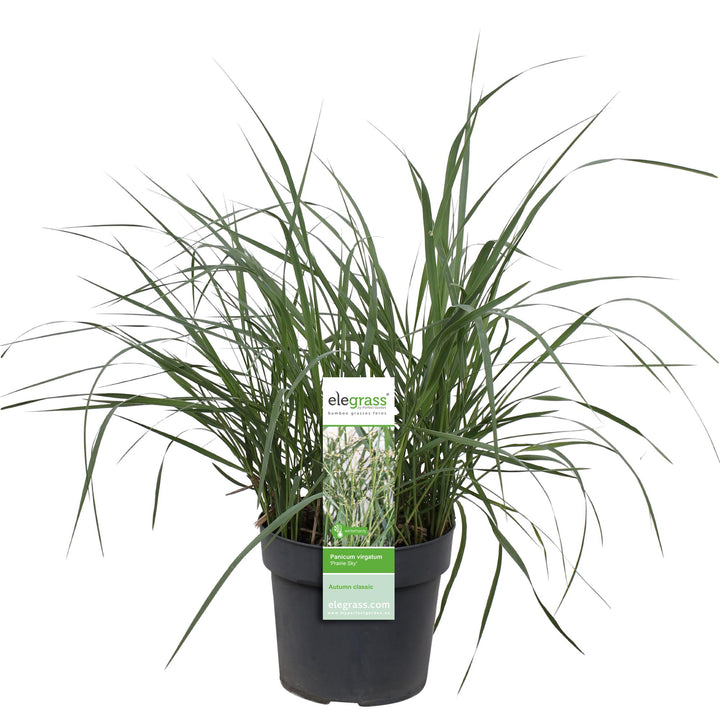 Panicum virgatum 'Prairie Sky' - Ø19cm - ↕50cm