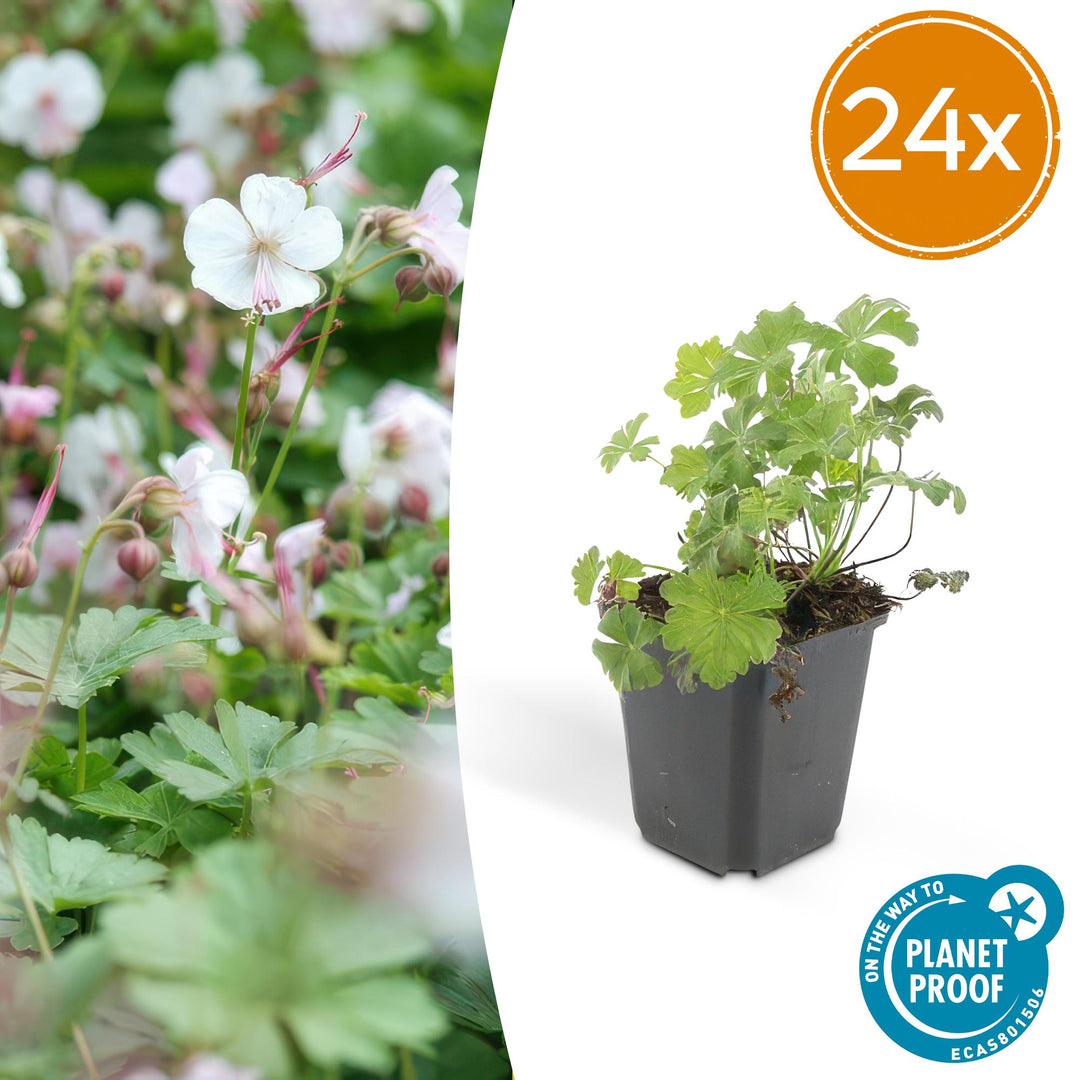 24x Geranium cant. 'Biokovo' - ↕10-25cm - Ø9cm