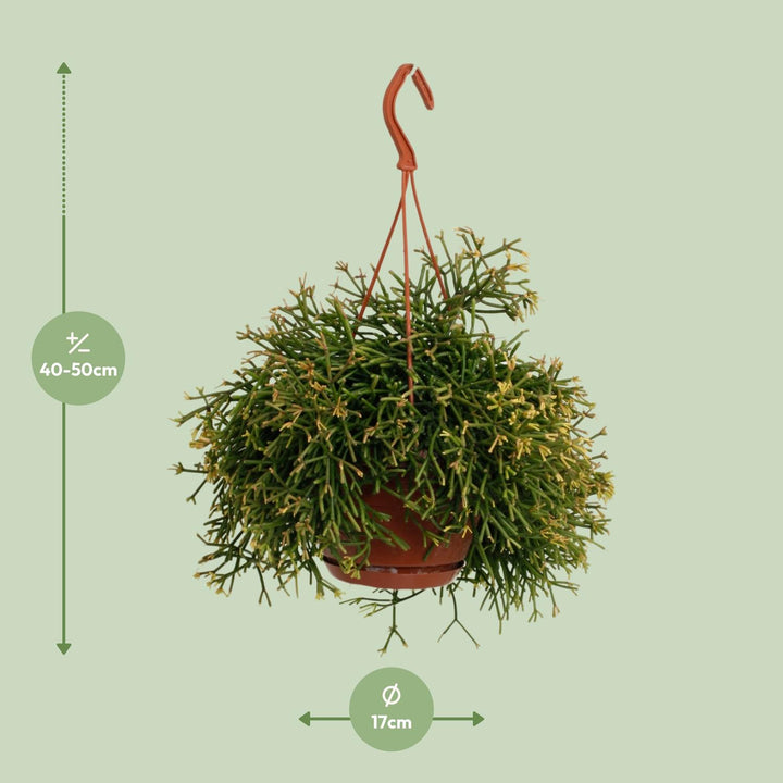 Rhipsalis Clavata - Ø17cm - ↕45cm