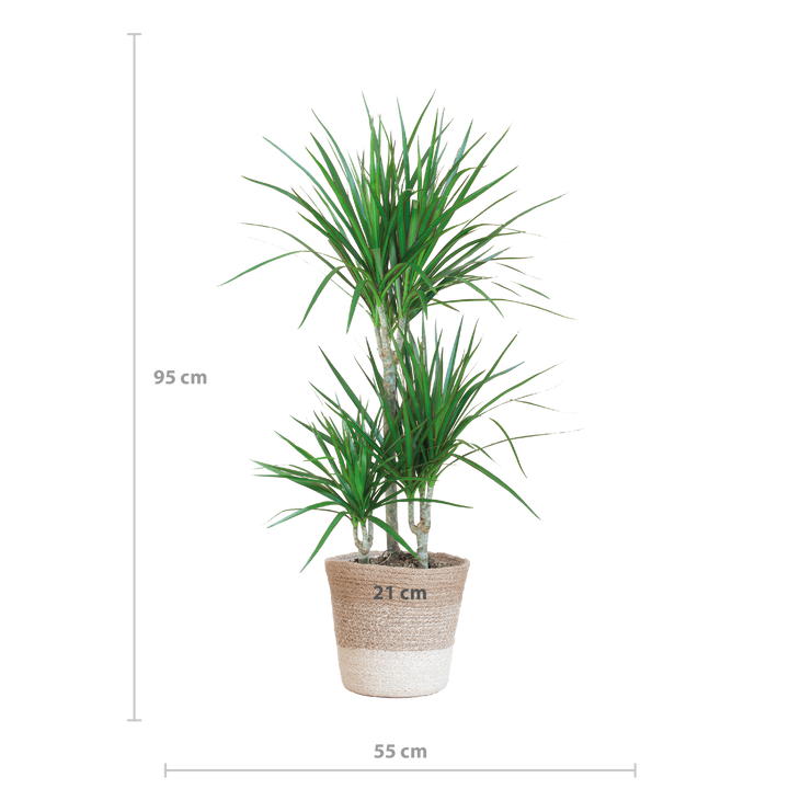 Dracaena Marginata met Lissabon mand wit - 95cm - Ø21