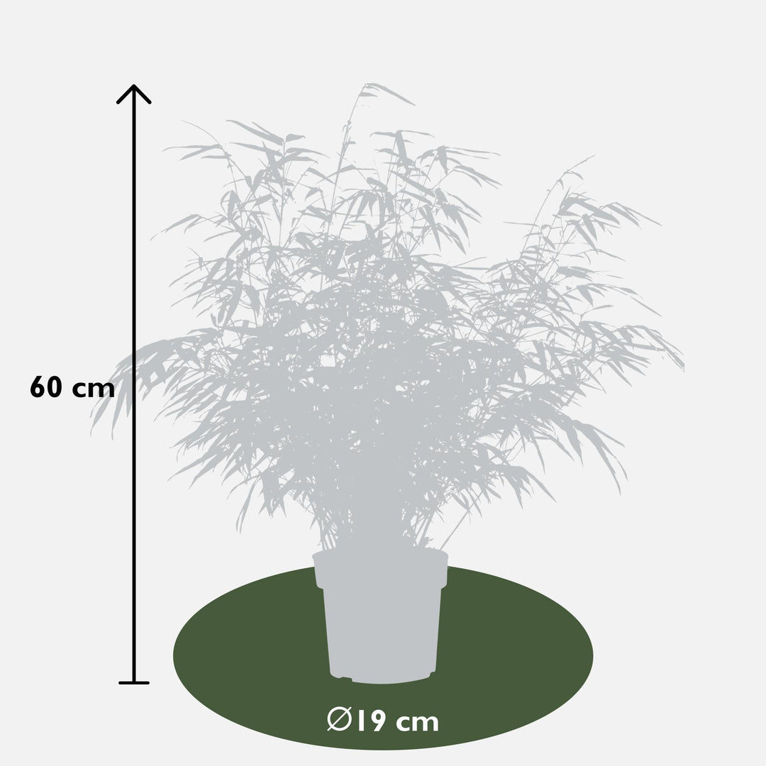 2x Fargesia rufa - ↨60cm - Ø19