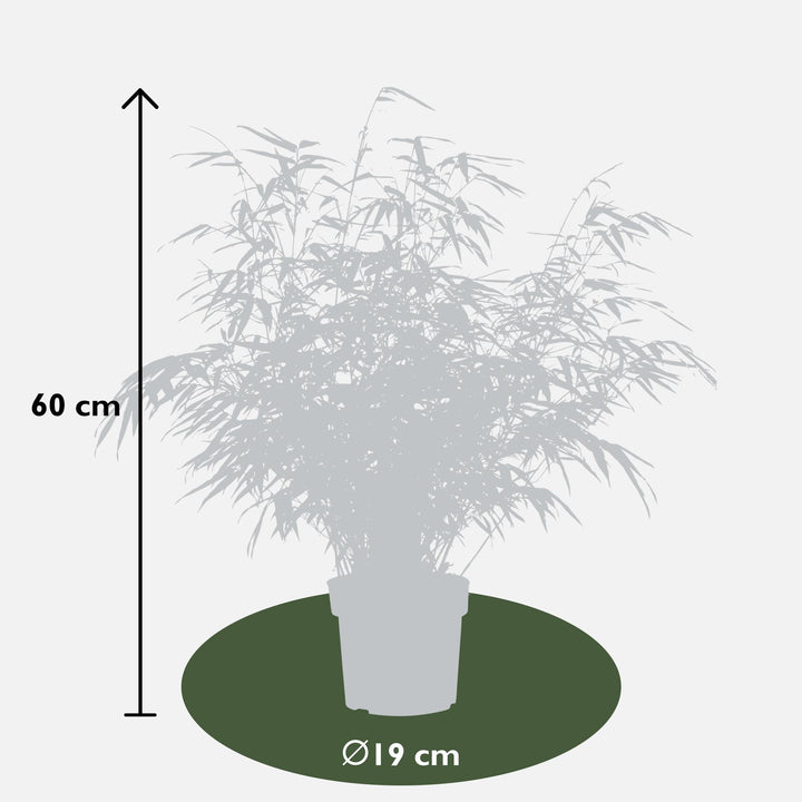 2x Fargesia rufa - ↨60cm - Ø19