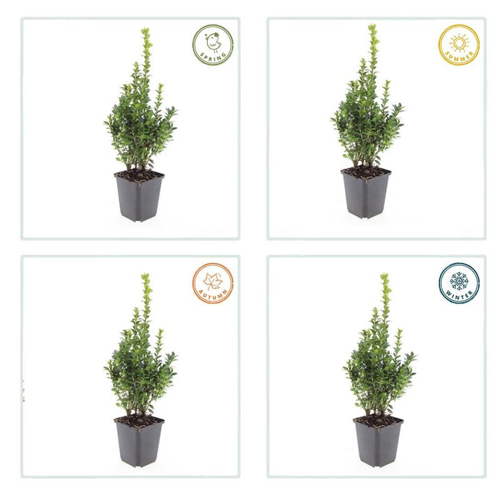 24x Buxus Sempervirens - ↕10-25cm - Ø9cm