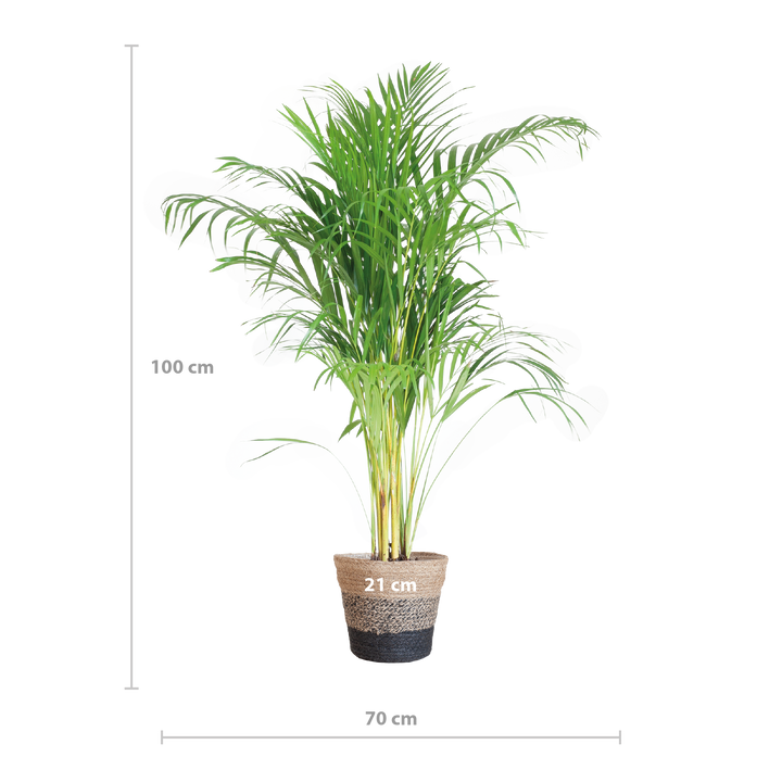 Areca Palm (Dypsis) met Lissabon mand zwart - 100cm - Ø21