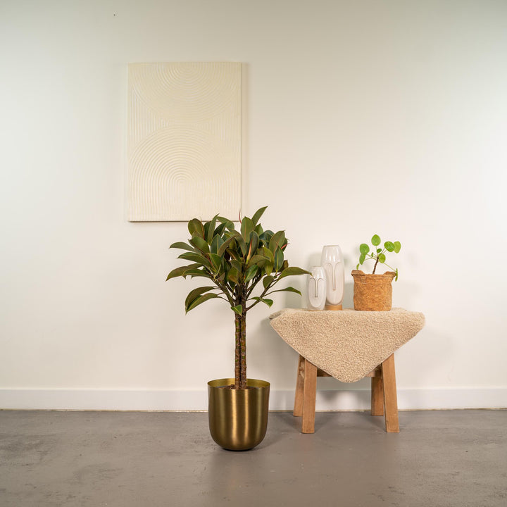 Ficus elastica Melany stam - ↨90cm - Ø21cm + Pot Mayk Gold