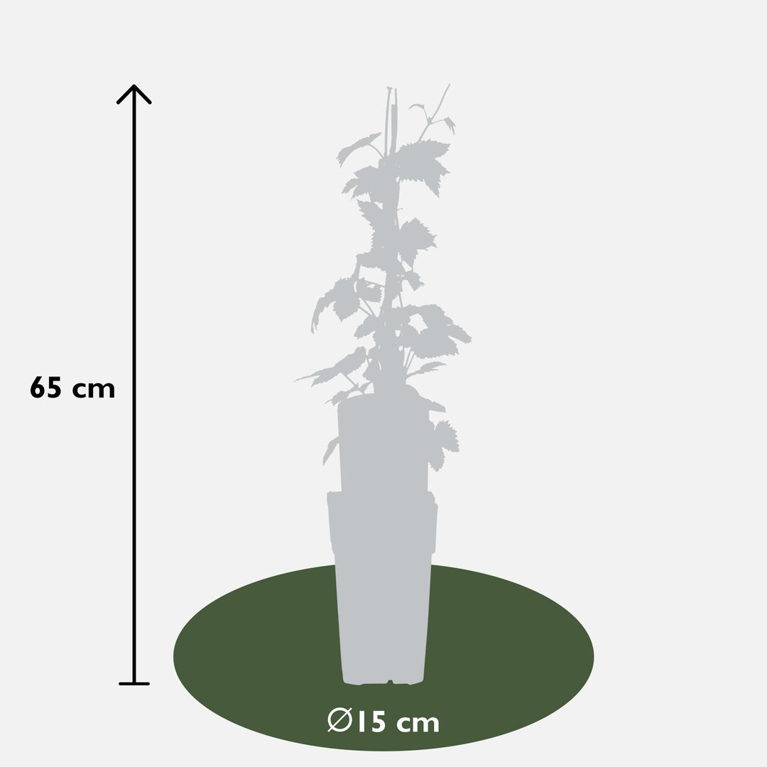 3x - Humulus lupulus 'Nordbrau' - ↨65cm - Ø15