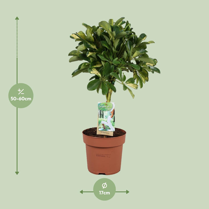 Schefflera Gold Capella - Ø17cm - ↕60cm