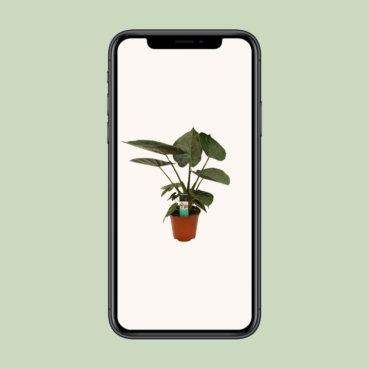 Alocasia Wentii - Ø19cm - ↕75cm