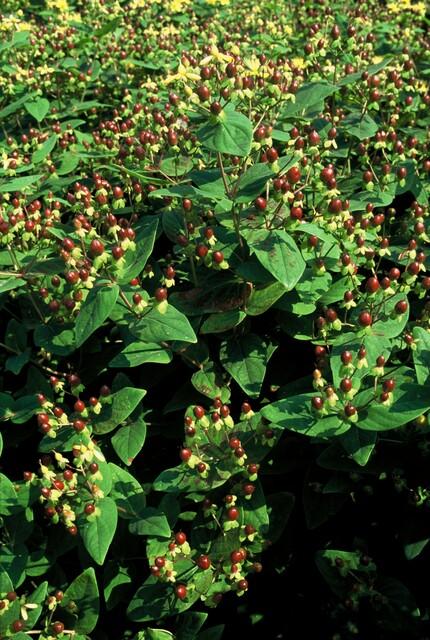12x Hypericum inodorum 'Beauty' - ↕10-25cm - Ø9cm