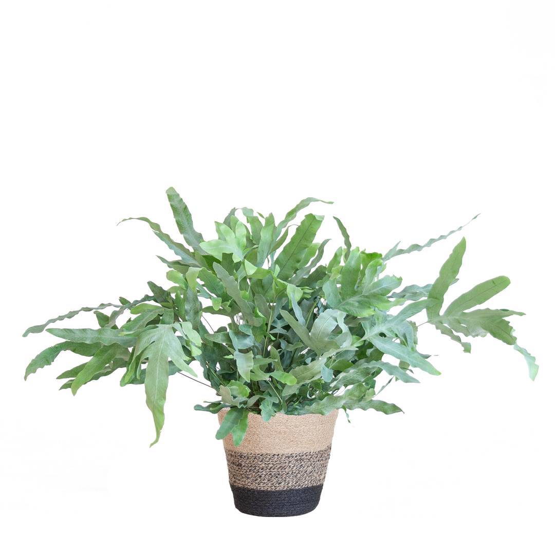 Phlebodium Aureum 'Blue Star' met Mand Lissabon zwart - 40cm - Ø17