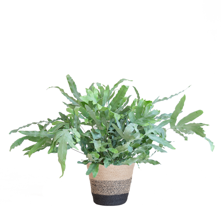 Phlebodium Aureum 'Blue Star' met Mand Lissabon zwart - 40cm - Ø17