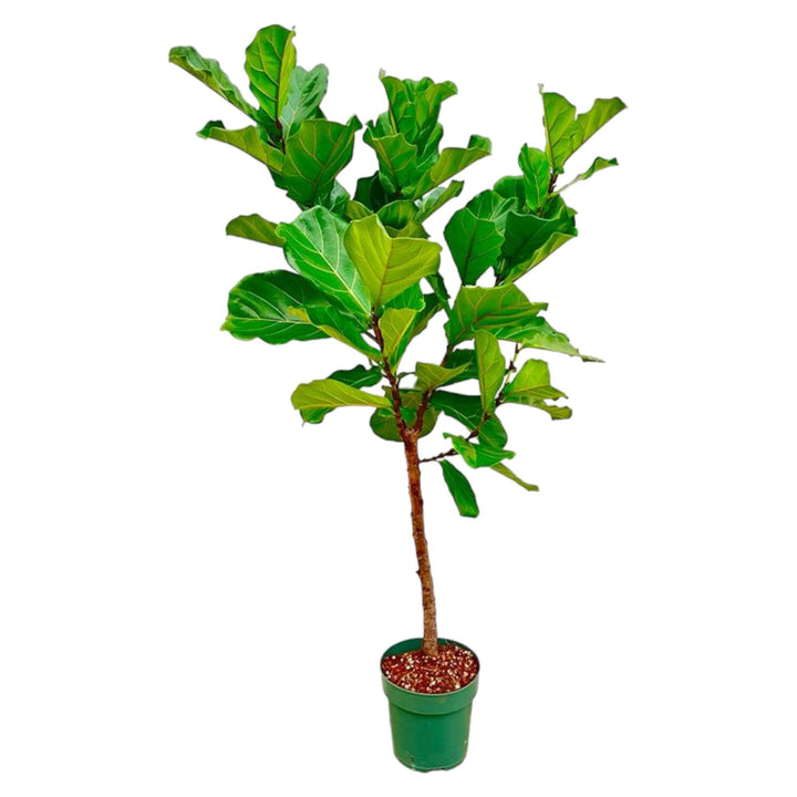 Ficus Lyrata stam  - 170cm - ⌀30