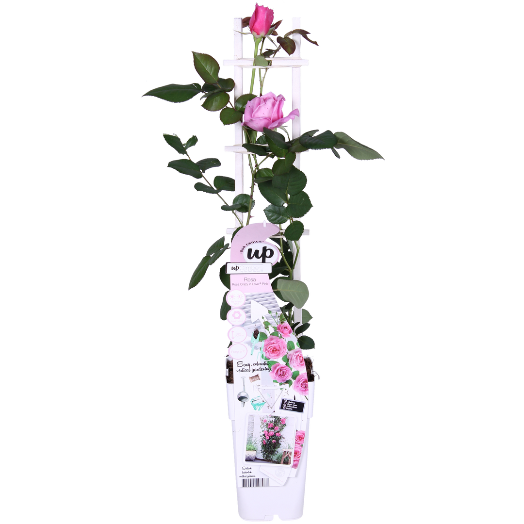 Rosa Crazy in love 'Pink' - Roze Roos - Ø15cm - ↕65cm