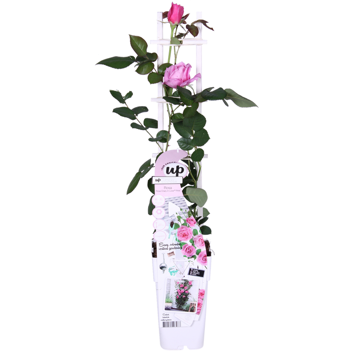 Rosa Crazy in love 'Pink' - Roze Roos - Ø15cm - ↕65cm
