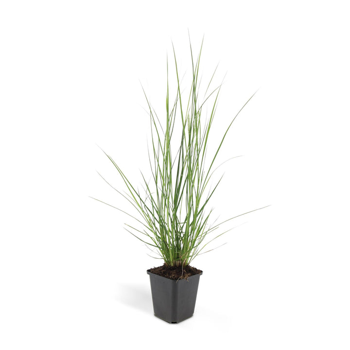 24x Pennisetum alopecuroides 'Hameln' - ↕10-25cm - Ø9cm