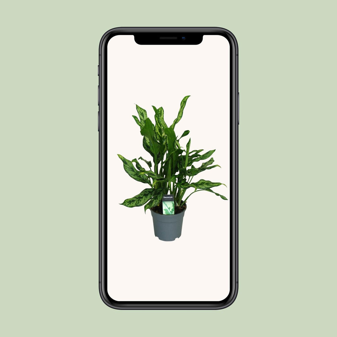 Aglaonema Maria - Ø17cm - ↕55cm