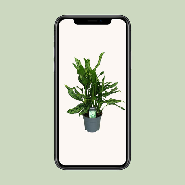 Aglaonema Maria - Ø17cm - ↕55cm