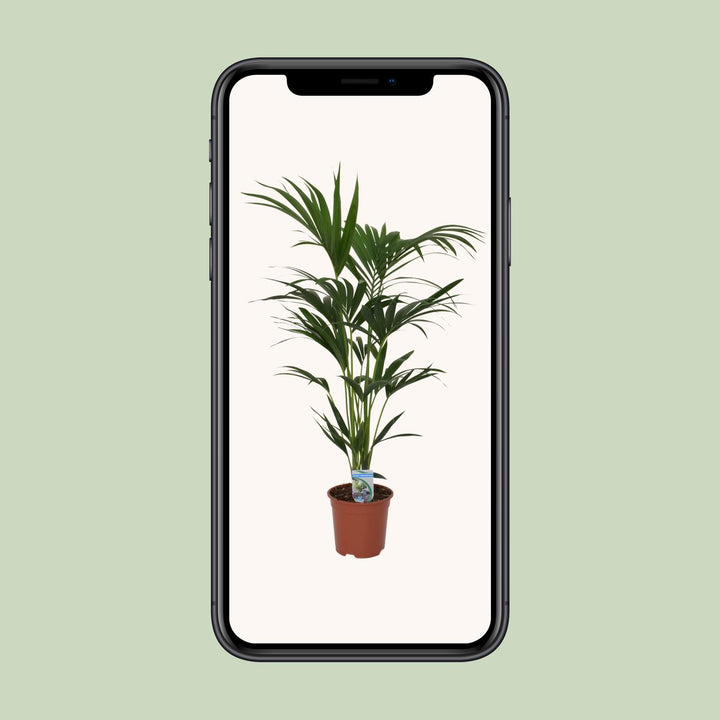 Howea forsteriana - Ø21cm - ↕120cm - Ø21 - ↨120cm