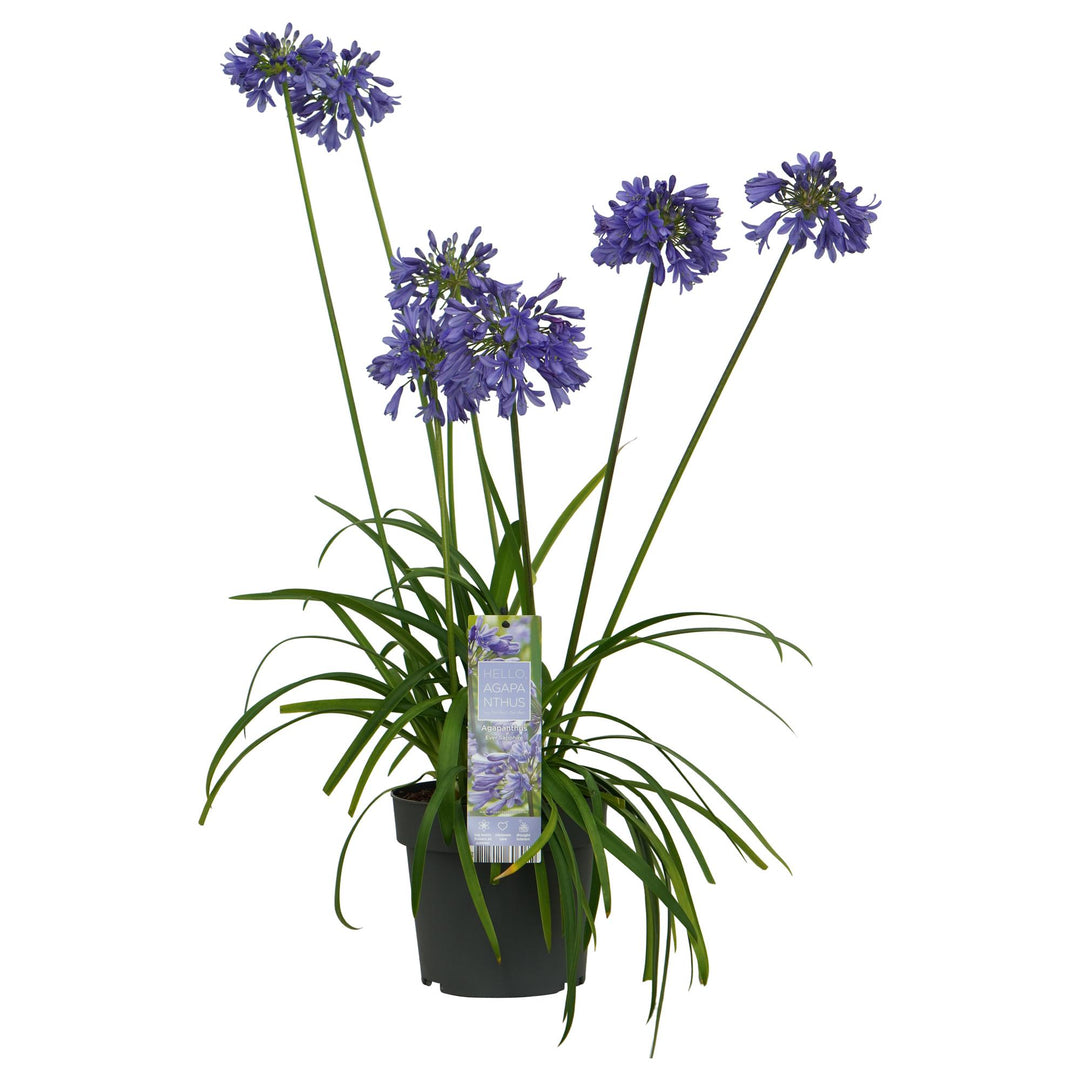Agapanthus 'Ever Sapphire' - Ø19cm - ↕75cm