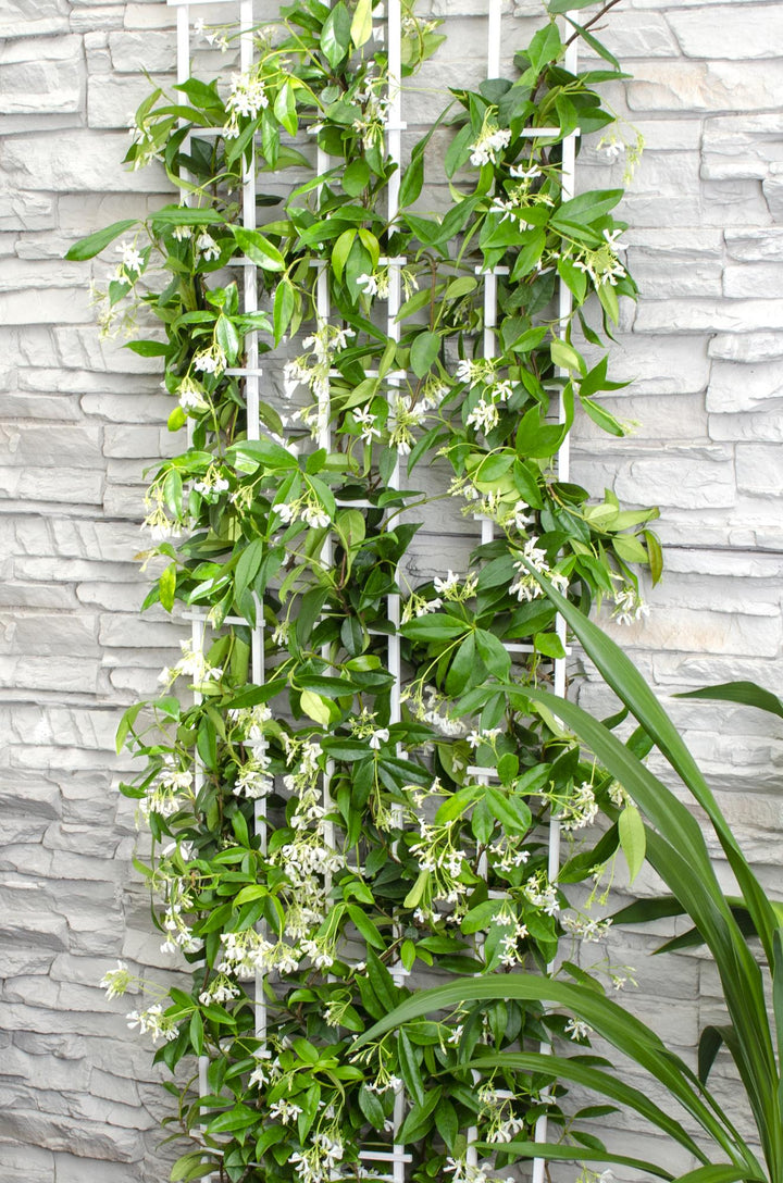 2x - Trachelospermum 'Star of Venice' - ↨65cm - Ø15