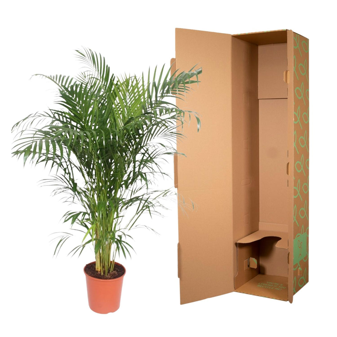 Dypsis Lutescens (Areca Palm) - 150 cm - ø30
