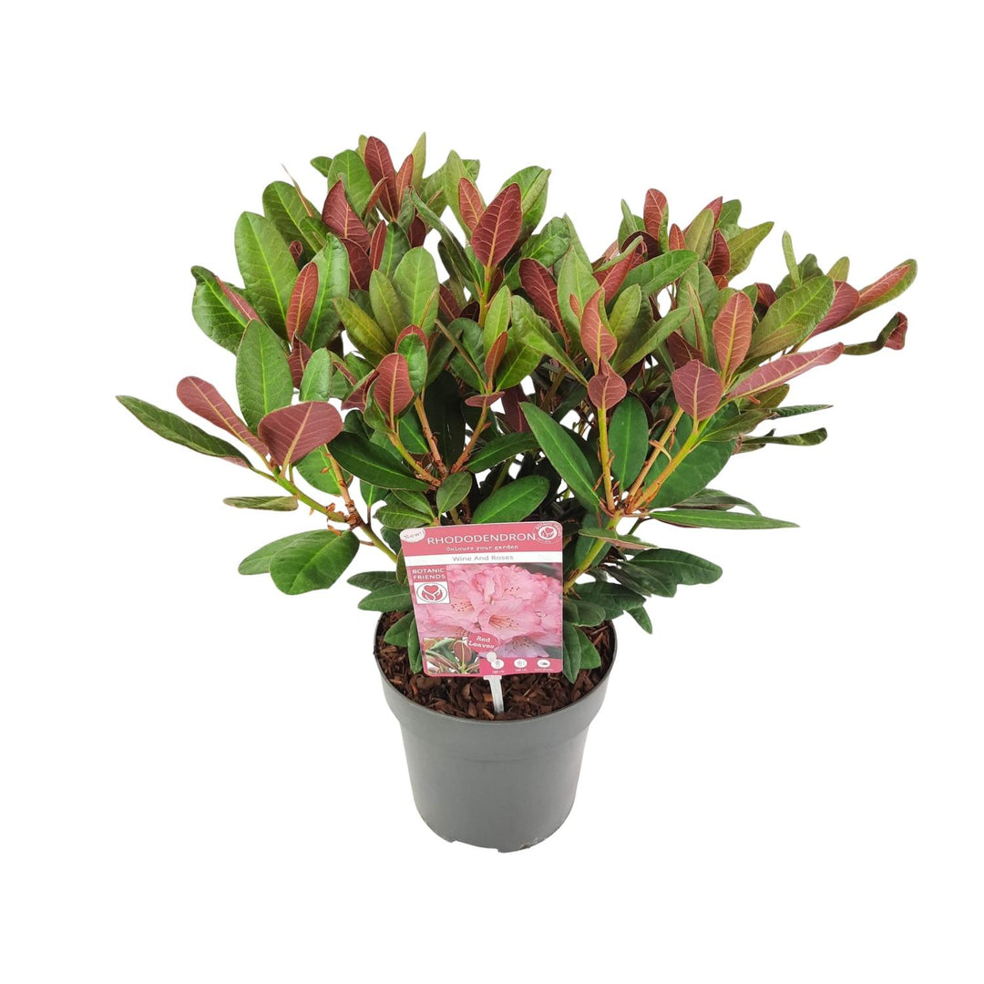 Rhododendron 'Wine & Roses'- Ø19 ↕45